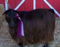 Bedrock's Llama Lu